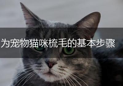 为宠物猫咪梳毛的基本步骤