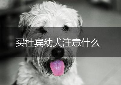 买杜宾幼犬注意什么