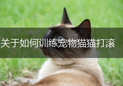 关于如何训练宠物猫猫打滚