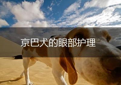 京巴犬的眼部护理
