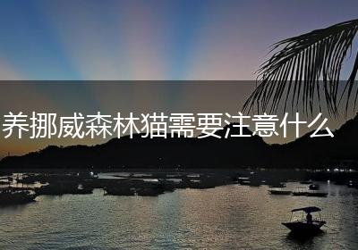 养挪威森林猫需要注意什么