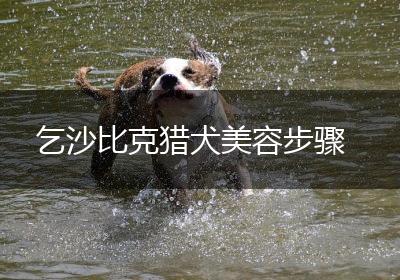 乞沙比克猎犬美容步骤