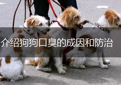 介绍狗狗口臭的成因和防治