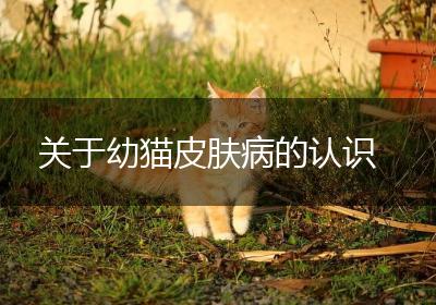关于幼猫皮肤病的认识
