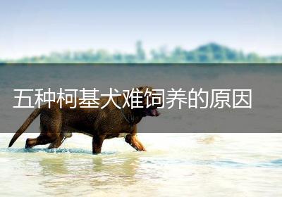 五种柯基犬难饲养的原因