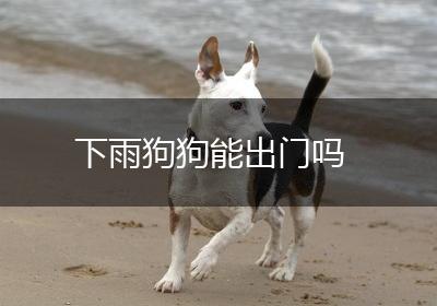 下雨狗狗能出门吗