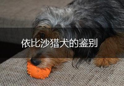 依比沙猎犬的鉴别