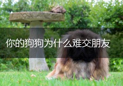 你的狗狗为什么难交朋友
