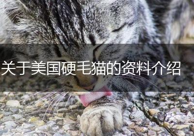 关于美国硬毛猫的资料介绍