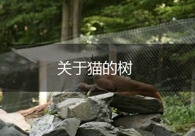 关于猫的树