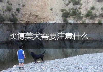买博美犬需要注意什么