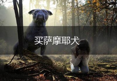 买萨摩耶犬