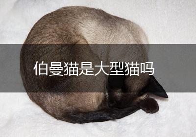 伯曼猫是大型猫吗
