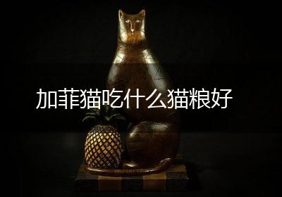 加菲猫吃什么猫粮好