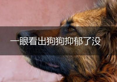 一眼看出狗狗抑郁了没