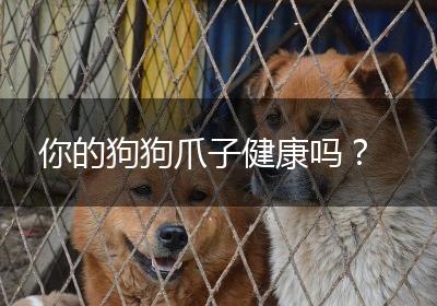 你的狗狗爪子健康吗？