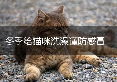冬季给猫咪洗澡谨防感冒