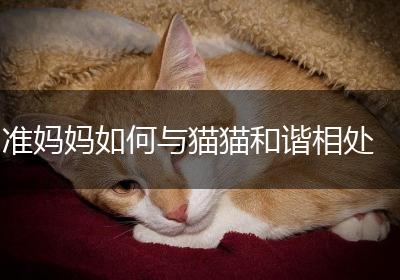 准妈妈如何与猫猫和谐相处