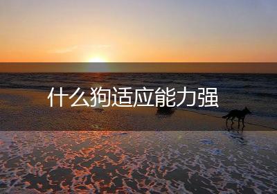 什么狗适应能力强
