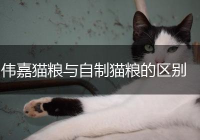 伟嘉猫粮与自制猫粮的区别