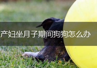 产妇坐月子期间狗狗怎么办