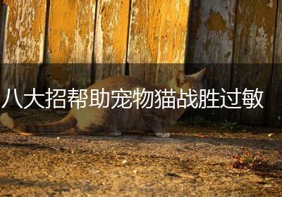 八大招帮助宠物猫战胜过敏