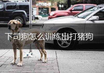 下司狗怎么训练出打猪狗
