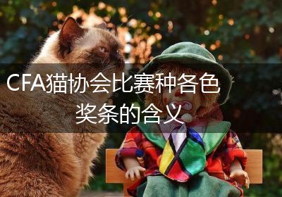 CFA猫协会比赛种各色奖条的含义