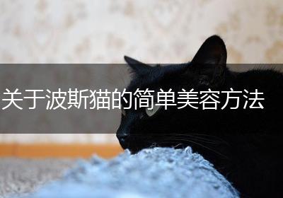 关于波斯猫的简单美容方法