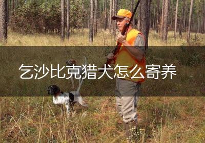 乞沙比克猎犬怎么寄养