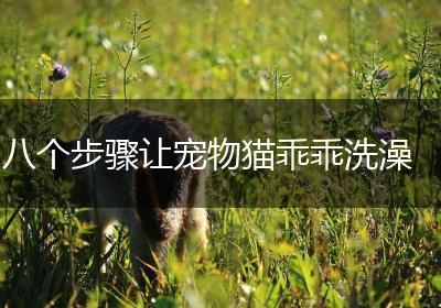 八个步骤让宠物猫乖乖洗澡