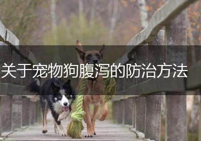 关于宠物狗腹泻的防治方法