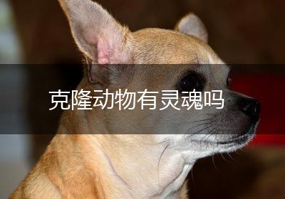 克隆动物有灵魂吗