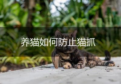 养猫如何防止猫抓