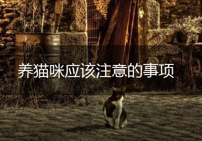 养猫咪应该注意的事项