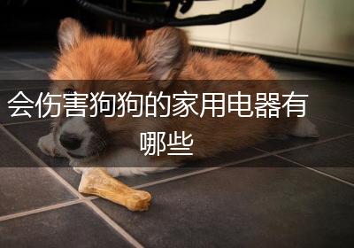 会伤害狗狗的家用电器有哪些