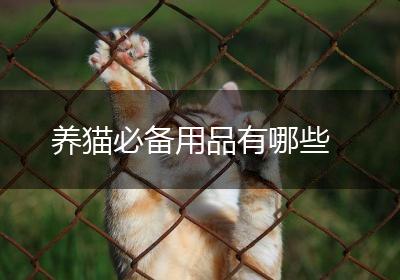 养猫必备用品有哪些