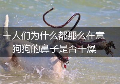 主人们为什么都那么在意狗狗的鼻子是否干燥