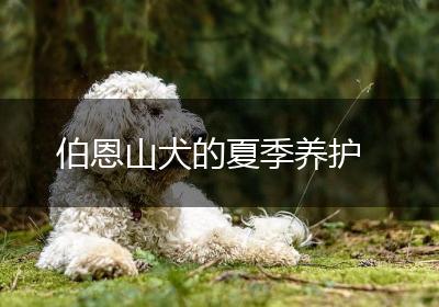 伯恩山犬的夏季养护