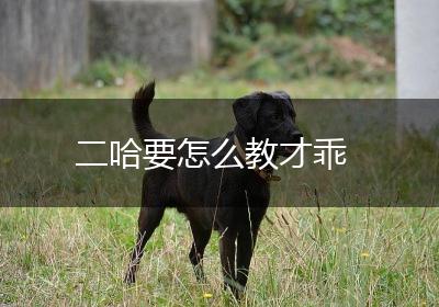 二哈要怎么教才乖