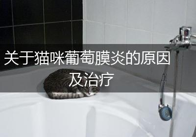 关于猫咪葡萄膜炎的原因及治疗