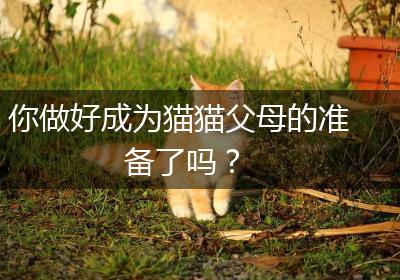 你做好成为猫猫父母的准备了吗？