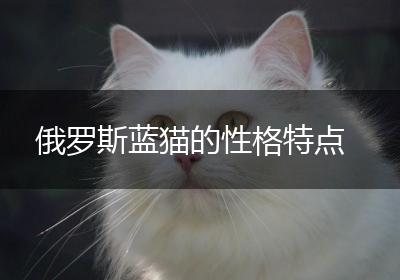 俄罗斯蓝猫的性格特点