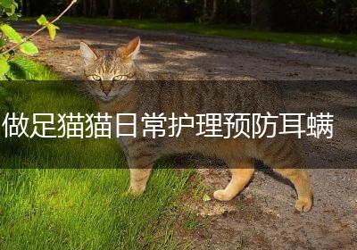 做足猫猫日常护理预防耳螨