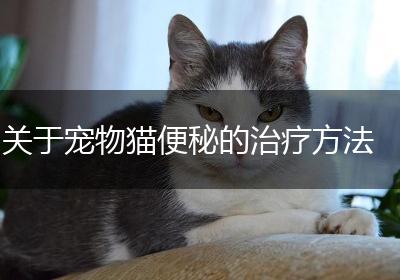 关于宠物猫便秘的治疗方法