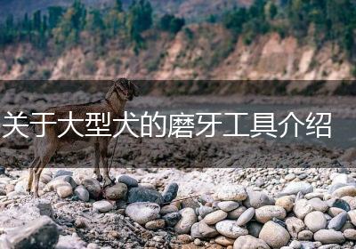关于大型犬的磨牙工具介绍