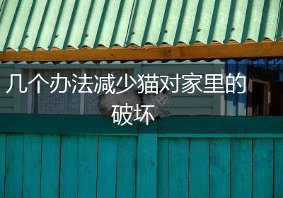 几个办法减少猫对家里的破坏