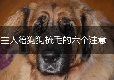 主人给狗狗梳毛的六个注意