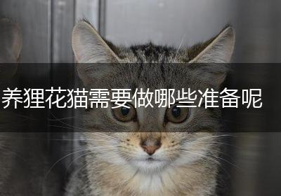 养狸花猫需要做哪些准备呢