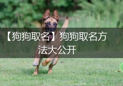 【狗狗取名】狗狗取名方法大公开